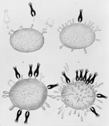 Le modèle clé-serrure - crédits : Wellcome Collection ; CC BY