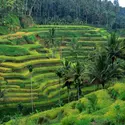 Culture de riz en terrasses à Bali - crédits : Wolfgang Kaehler/ LightRocket/ Getty Images