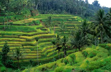 Culture de riz en terrasses à Bali - crédits : Wolfgang Kaehler/ LightRocket/ Getty Images