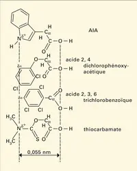 AIA : structure de trois composés - crédits : Encyclopædia Universalis France