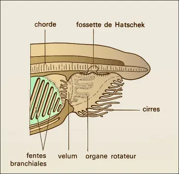 Amphioxus, région buccale