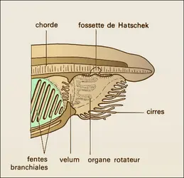 Amphioxus, région buccale - crédits : Encyclopædia Universalis France