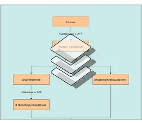 Métabolisme du fructose dans le foie - crédits : Encyclopædia Universalis France