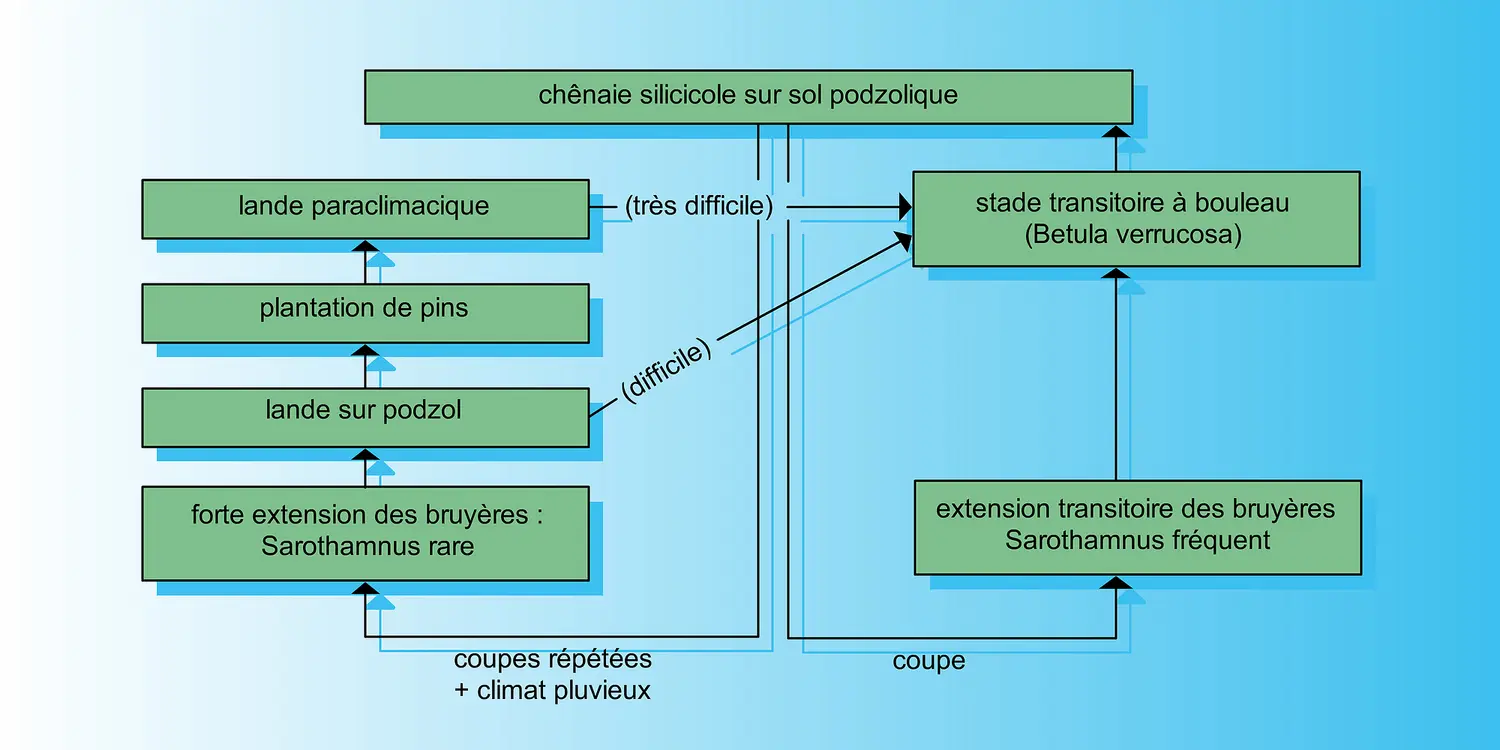 Chênaie silicole sur sol podzolitique en Europe