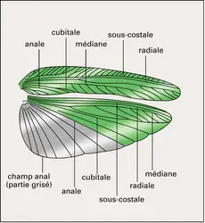 Tettigonia viridissima : face supérieure des ailes - crédits : Encyclopædia Universalis France