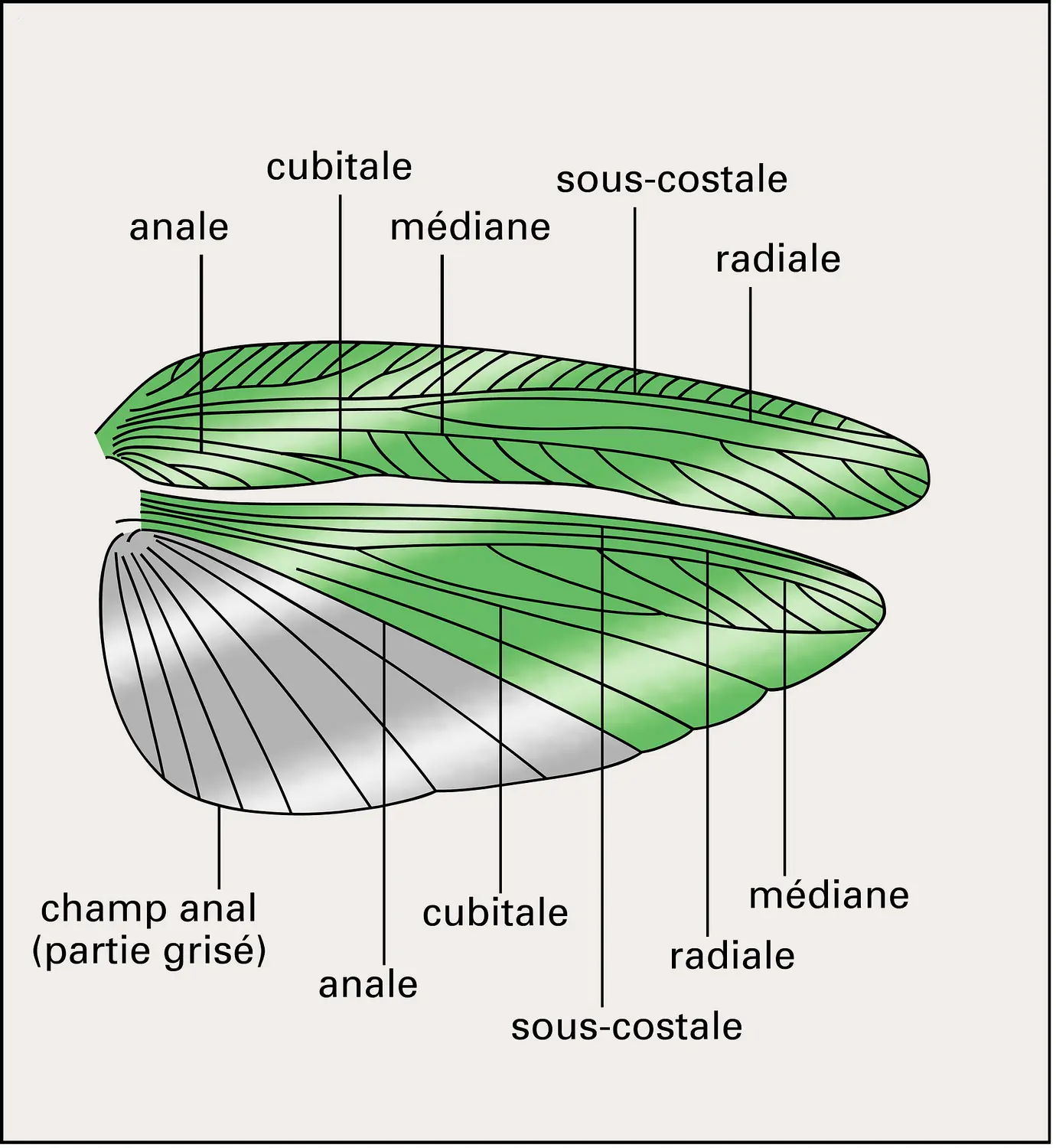 Tettigonia viridissima : face supérieure des ailes