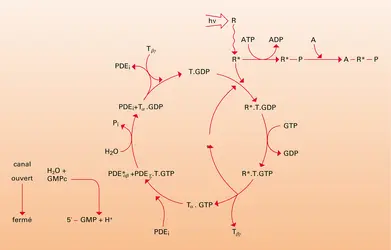 Cycle de la transducine T - crédits : Encyclopædia Universalis France