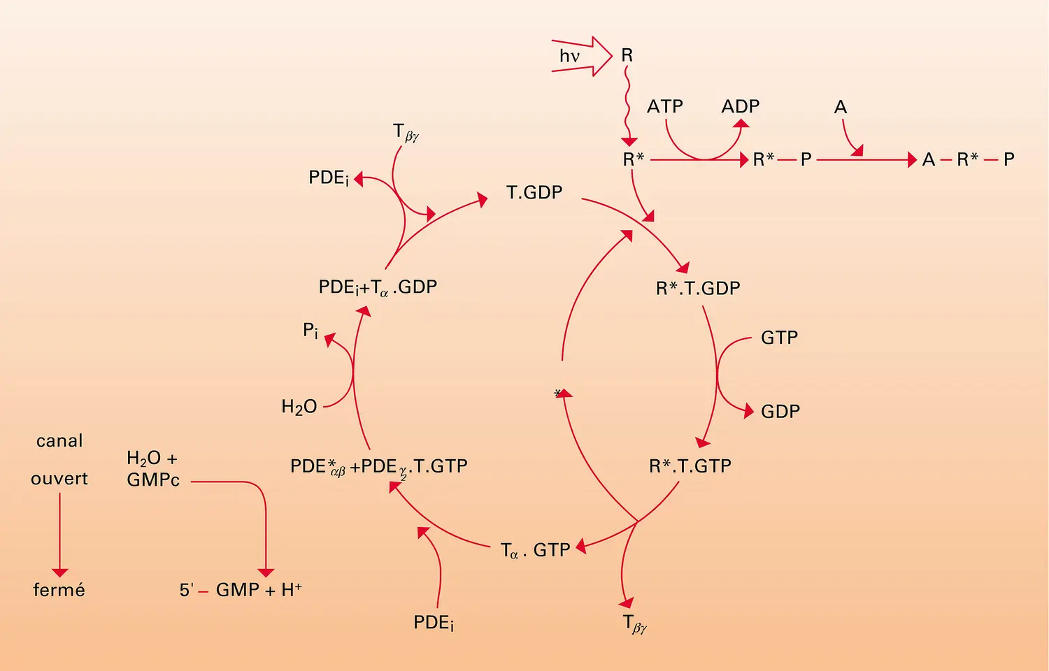 Cycle de la transducine T