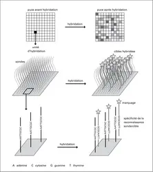 Puce à ADN - crédits : Encyclopædia Universalis France