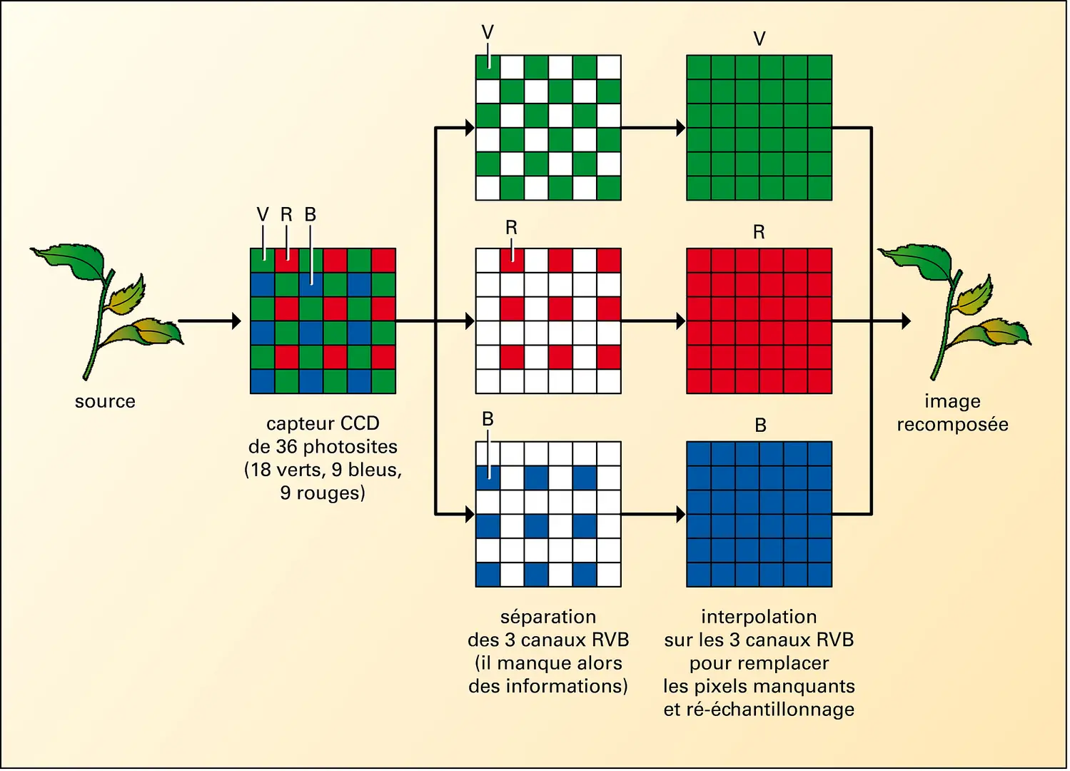 Photographie numérique : principe du dématriçage et de l'interpolation