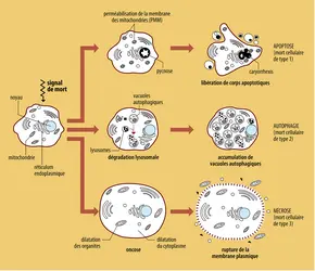 Évolution des morts cellulaires - crédits : Encyclopædia Universalis France