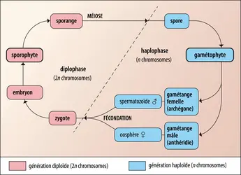 Cycle de vie de base des Embryophytes - crédits : Encyclopædia Universalis France