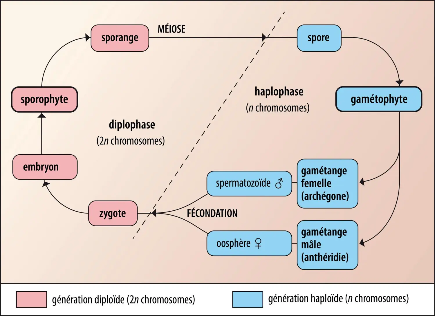 Cycle de vie de base des Embryophytes