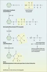 Détermination d’une séquence d’acides aminés par la méthode d’Edman - crédits : Encyclopædia Universalis France