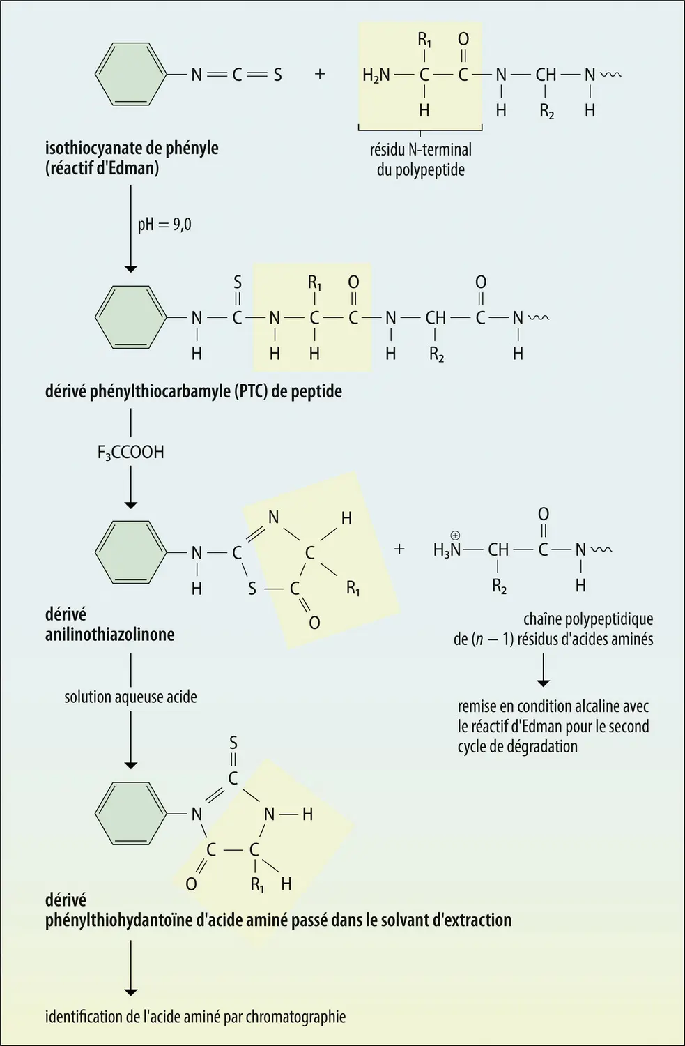 Détermination d’une séquence d’acides aminés par la méthode d’Edman