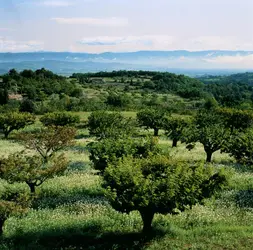 Oliviers en Provence - crédits : Joe Cornish/ Getty Images