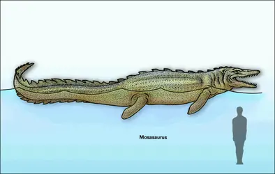 Mosasaurus - crédits : Encyclopædia Universalis France