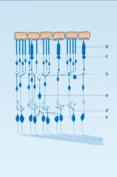 Rétine : structure histologique - crédits : Encyclopædia Universalis France