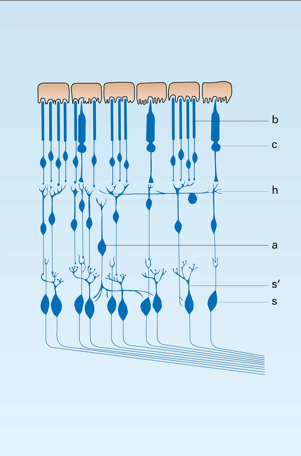 Rétine : structure histologique