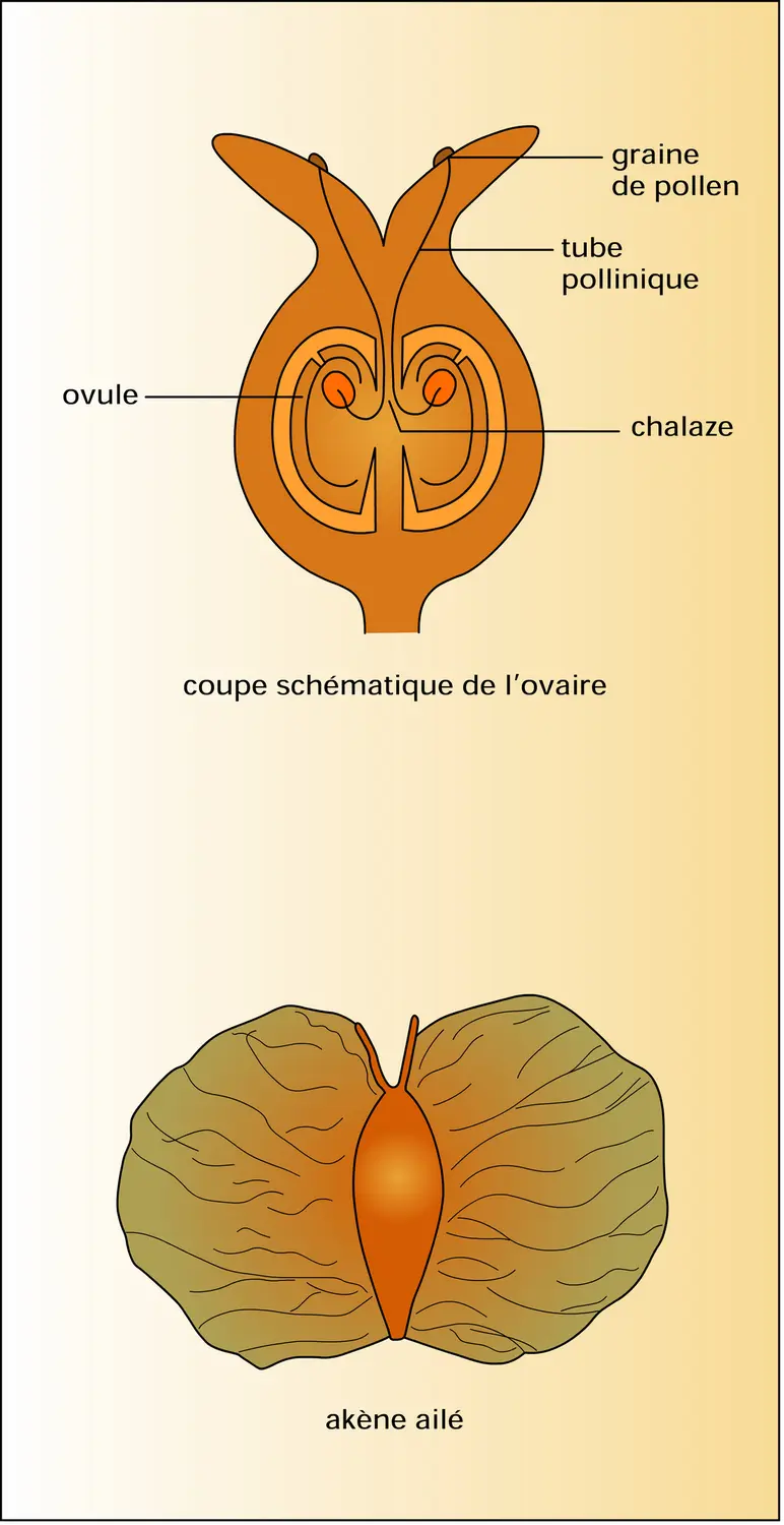 Bouleau verruqueux (appareils reproducteurs) - vue 2