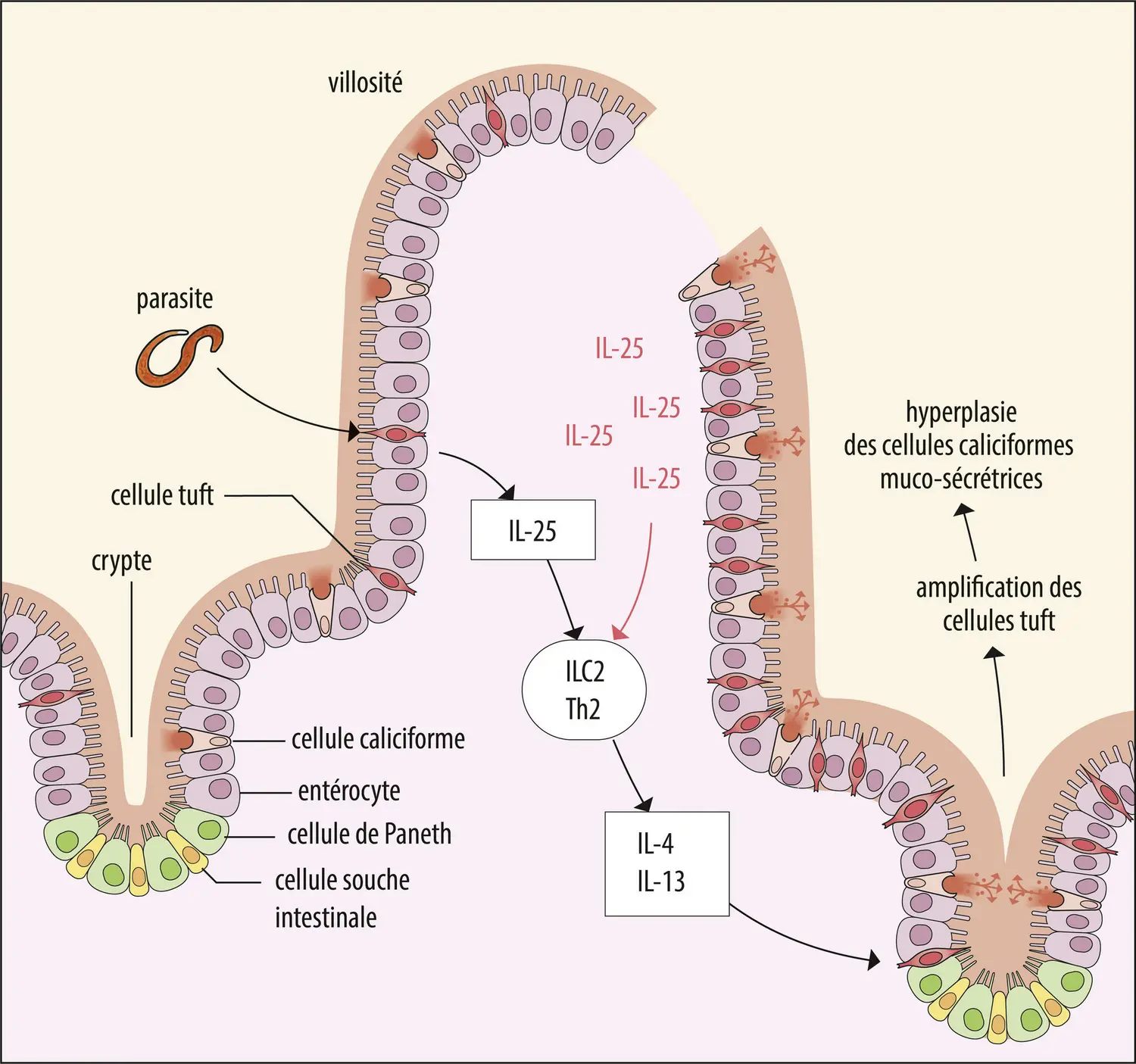 Réponse de l’épithélium intestinal à la présence d’un ver parasite