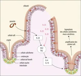 Réponse de l’épithélium intestinal à la présence d’un ver parasite - crédits : Encyclopædia Universalis France