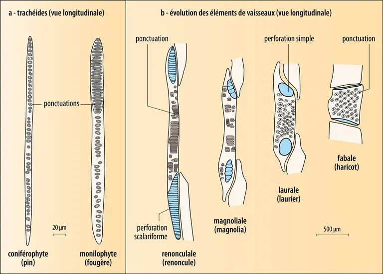 Cellules conductrices du xylème, tissu permettant la circulation de la sève brute chez les trachéophytes