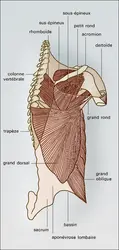 Musculature thoraco-scapulaire - crédits : Encyclopædia Universalis France