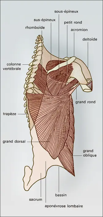 Musculature thoraco-scapulaire