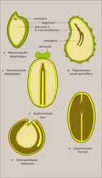 Angiospermes dicotylédones - crédits : Encyclopædia Universalis France
