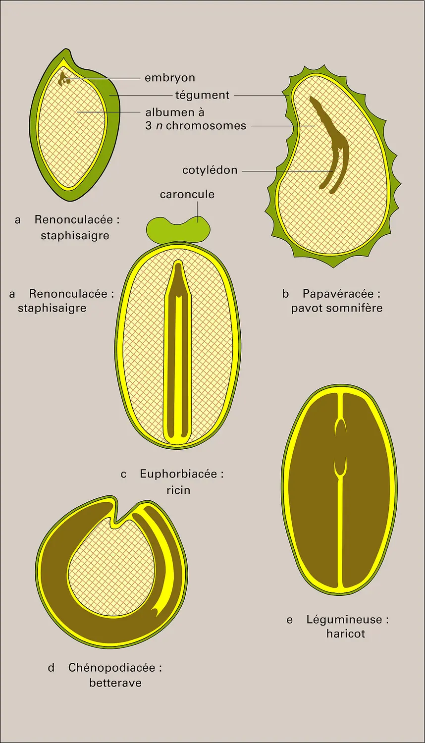 Angiospermes dicotylédones