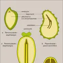 Angiospermes dicotylédones - crédits : Encyclopædia Universalis France