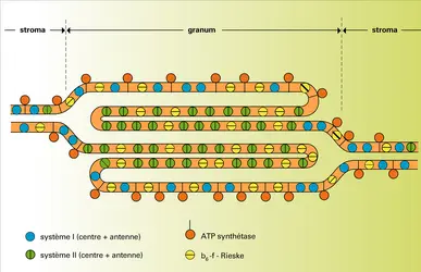 Thylakoïdes - crédits : Encyclopædia Universalis France