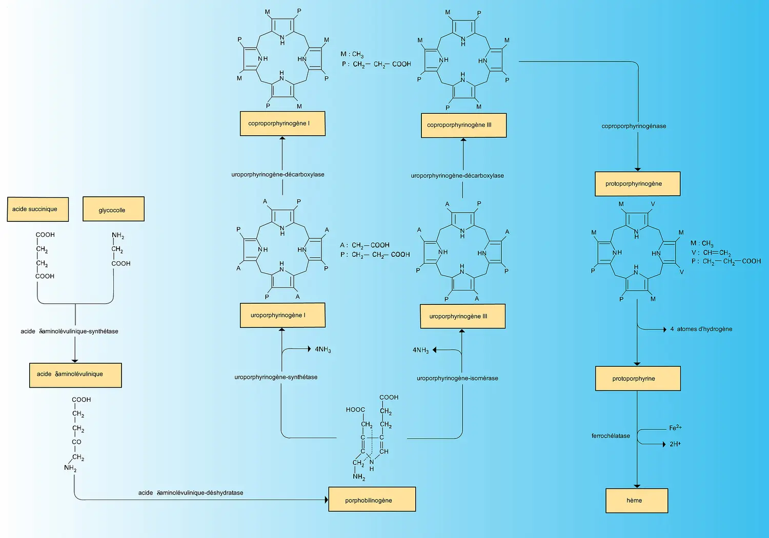 Voie de la biosynthèse