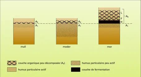 Humus - crédits : Encyclopædia Universalis France