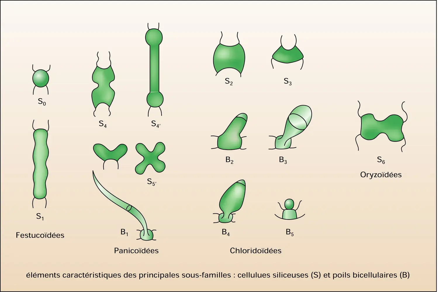 Éléments épidermiques - vue 1