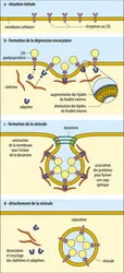 Étapes de l’endocytose spécifique par récepteurs membranaires - crédits : Encyclopædia Universalis France