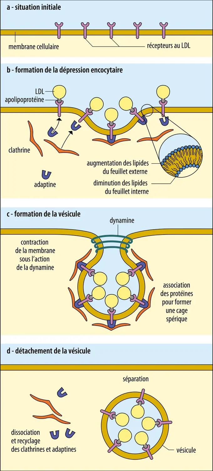 Étapes de l’endocytose spécifique par récepteurs membranaires