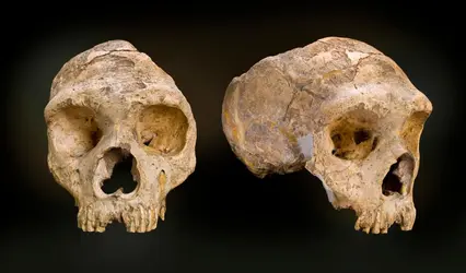 Crâne de l'homme de Gibraltar - crédits : Museum d'Histoire naturelle, Londres/ SPL France