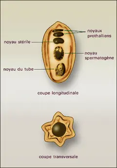 Ephhedra distachya : structure du grain