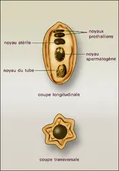 Ephhedra distachya : structure du grain - crédits : Encyclopædia Universalis France