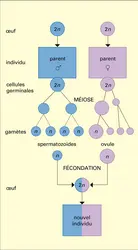 Reproduction sexuée animale - crédits : Encyclopædia Universalis France