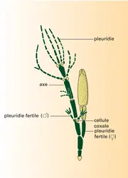 Thalle cladomien de Laboulbéniale - crédits : Encyclopædia Universalis France