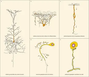 Types de neurones - crédits : Encyclopædia Universalis France