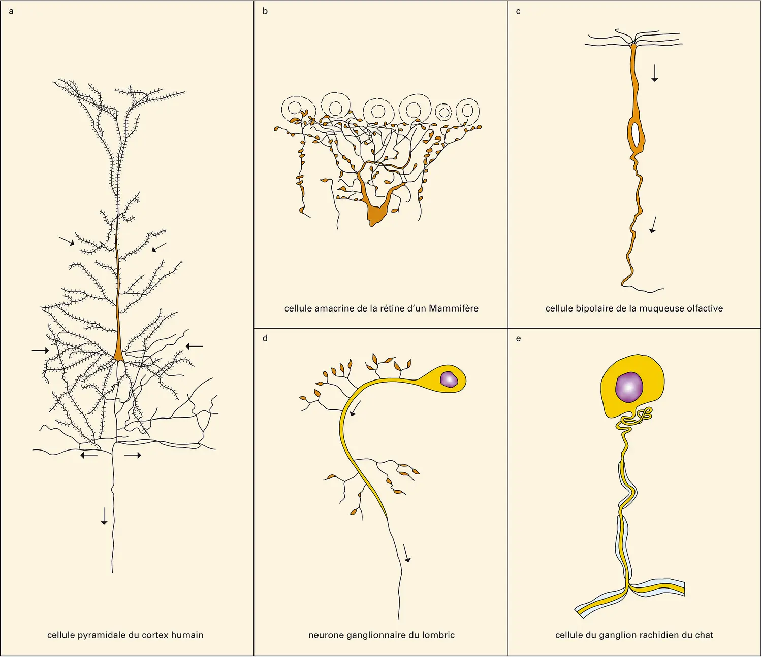 Types de neurones