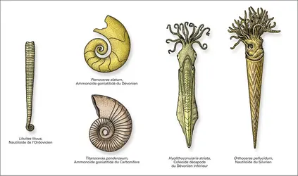 Paléozoïque : céphalopodes - crédits : Encyclopædia Universalis France