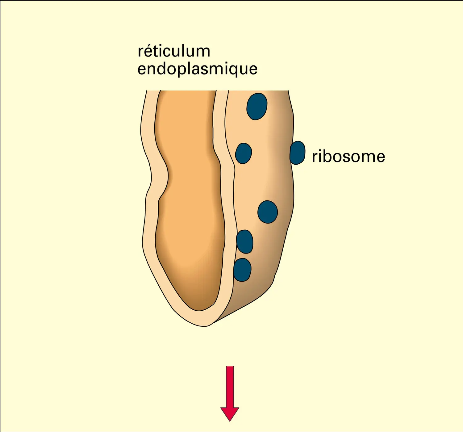 Gouttelettes lipidiques - vue 1