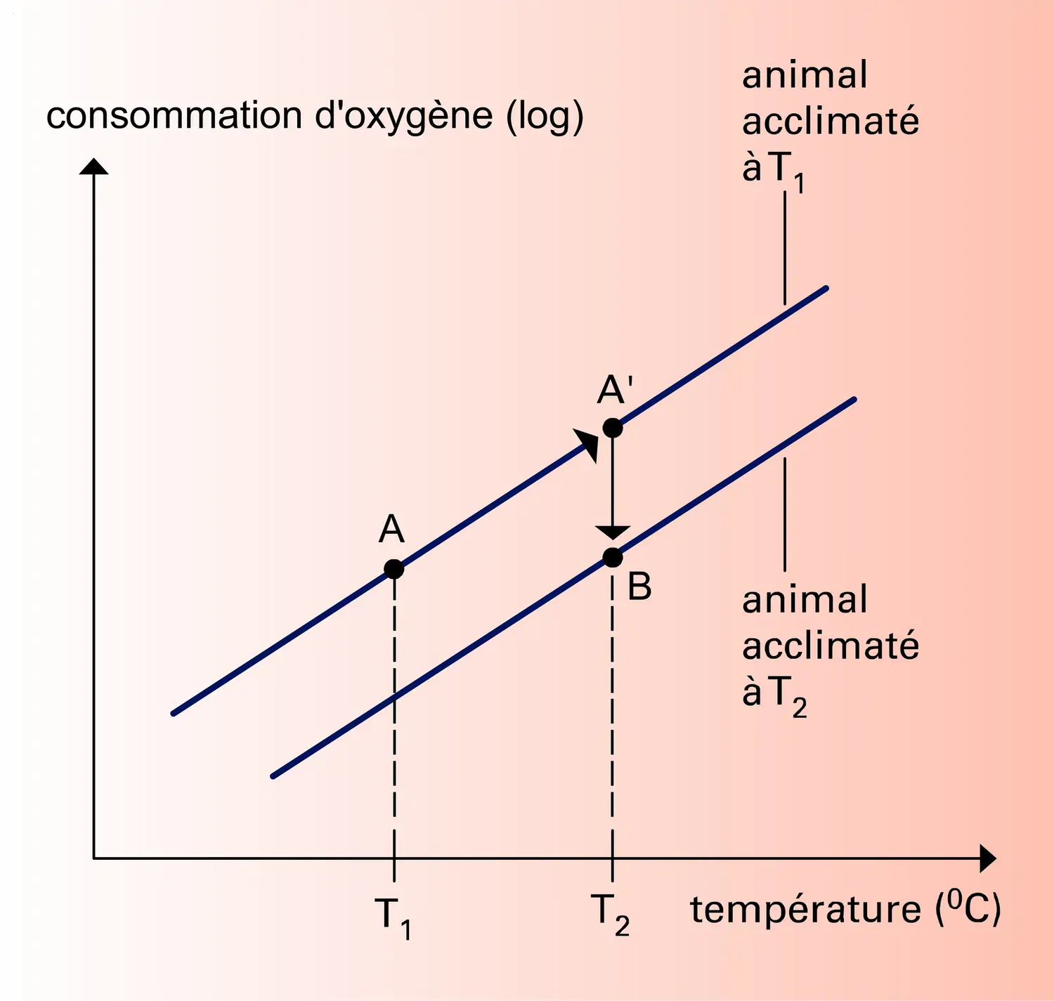 Température corporelle et variation du métabolisme - vue 1