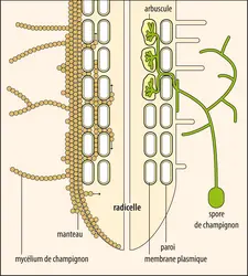 Types de mycorhizes - crédits : Encyclopædia Universalis France