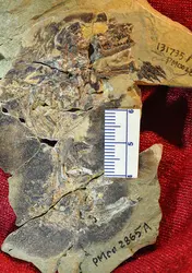 <em>Docofossor brachydactylus</em> - crédits : Dr. Zhe-Xi Luo, University of Chicago